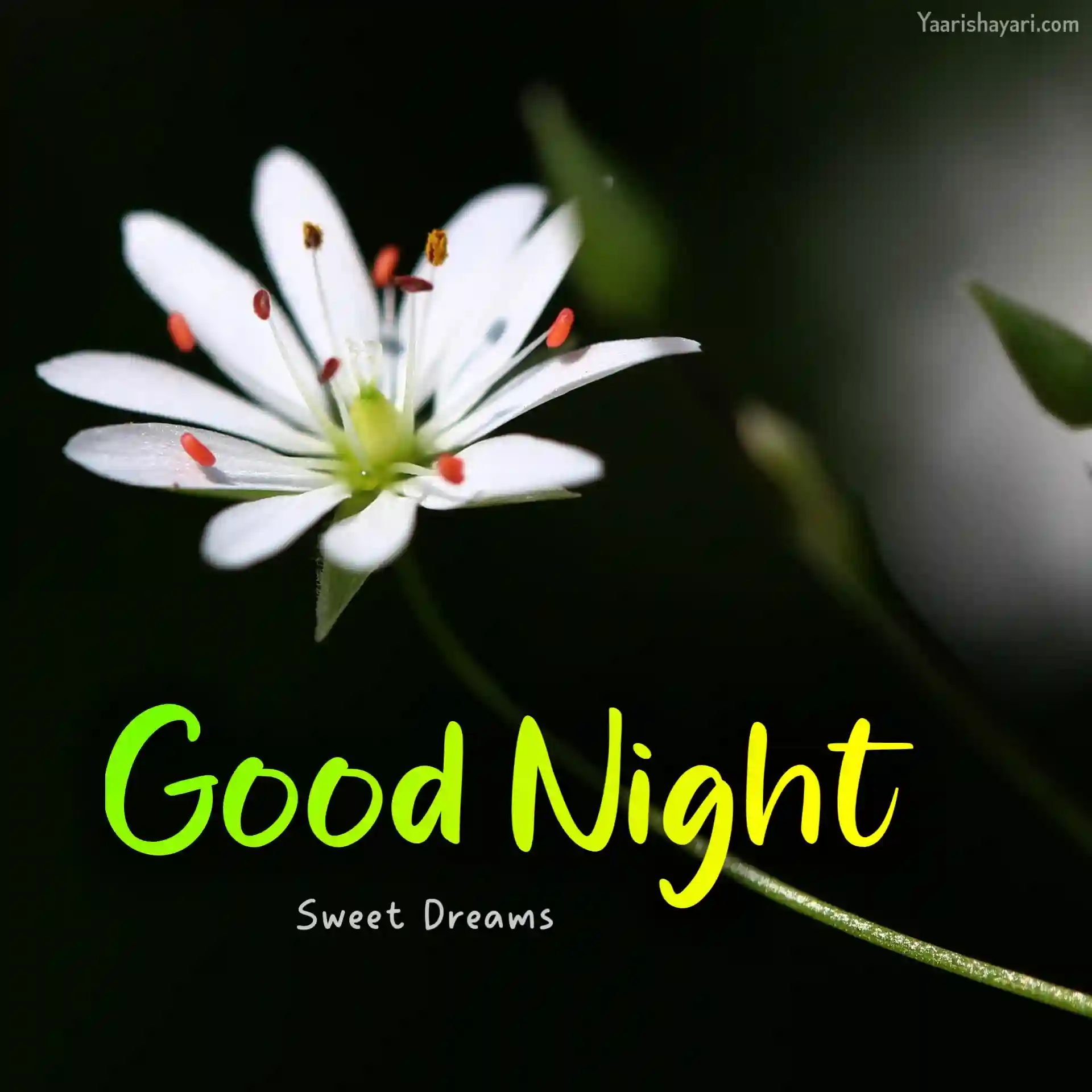 good night friends sweet dreams wallpaper