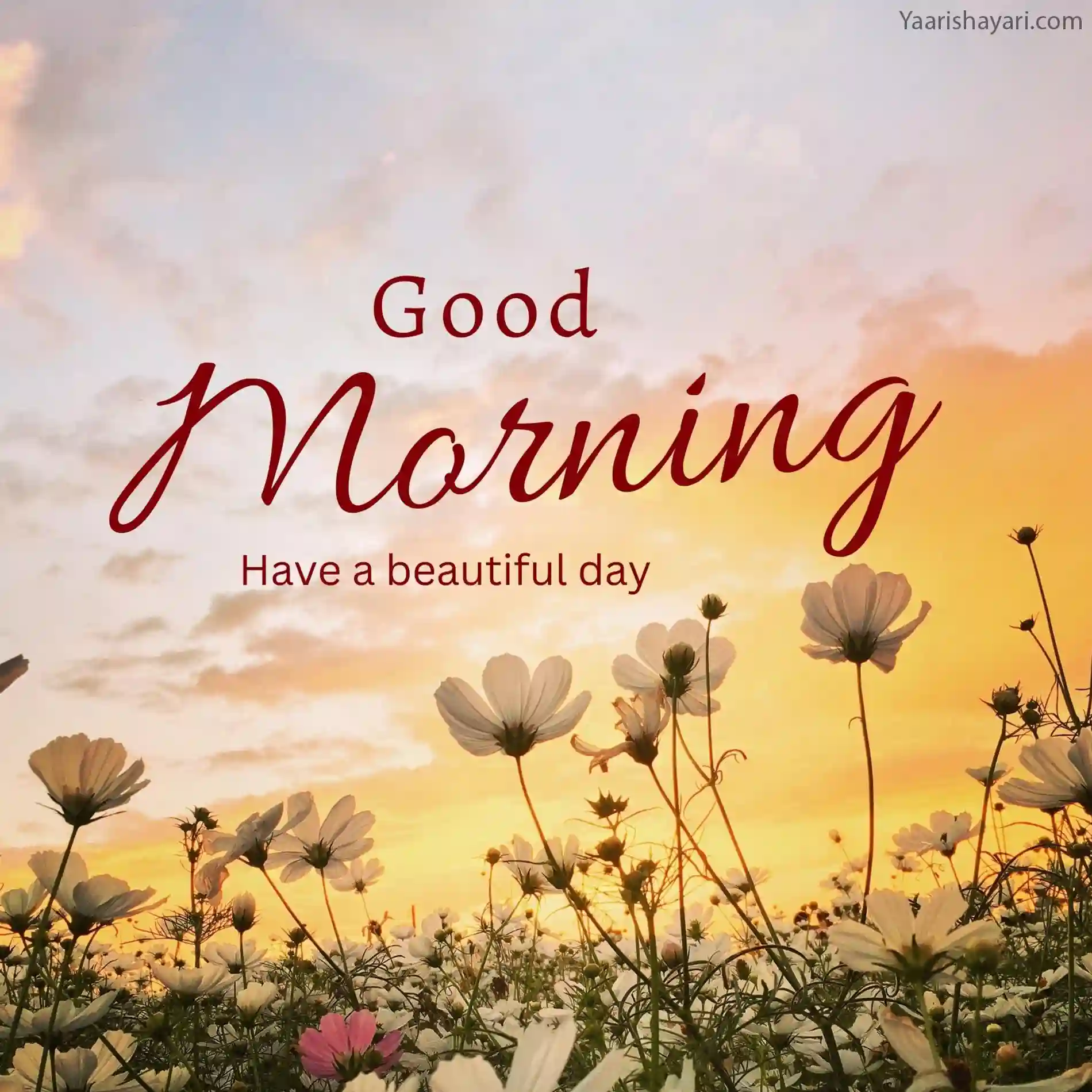 100+ Beautiful Good Morning Images, Picture & Wishes 2023