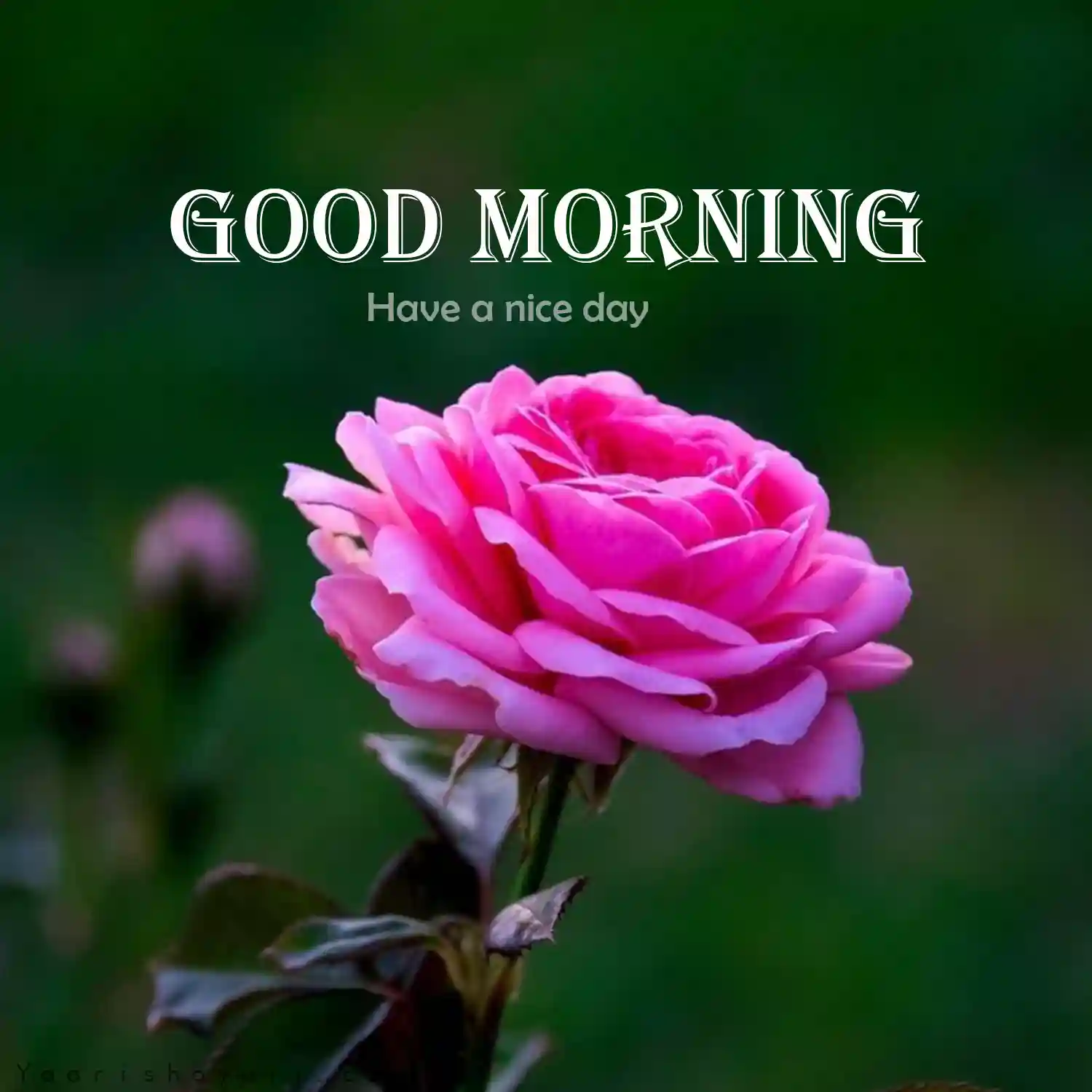 Morning Images HD